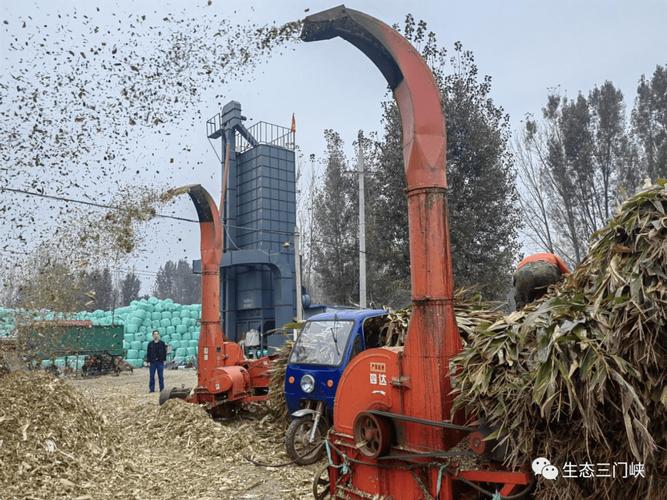 10月18日,在英豪镇姜王庄村周建文的秸秆青贮加工点,装满玉米秸秆的